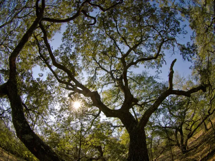 Framed Print : Oaks, Apalachicola Bluffs and Ravines Preserve, near Apalachicola River, Panhandle Framed Print : Oaks, Apalachicola Bluffs and Ravines Preserve, near Apalachicola River, Panhandle