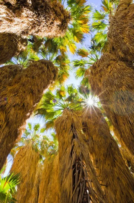 Framed Print : Oasis in Borrego Palm Canyon, Anza-Borrego Desert State Park, California, USA Framed Print : Oasis in Borrego Palm Canyon, Anza-Borrego Desert State Park, California, USA
