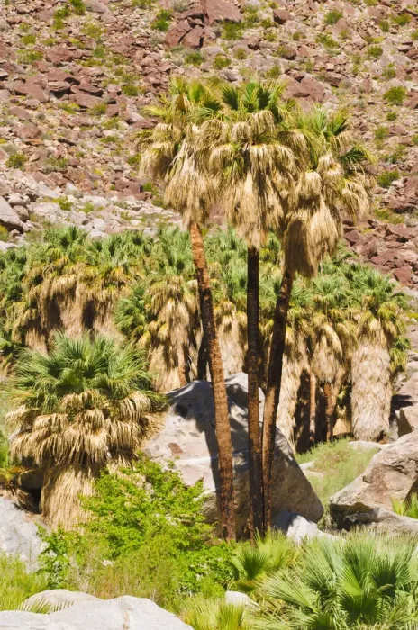 Framed Print : Oasis in Borrego Palm Canyon, Anza-Borrego Desert State Park, California, USA