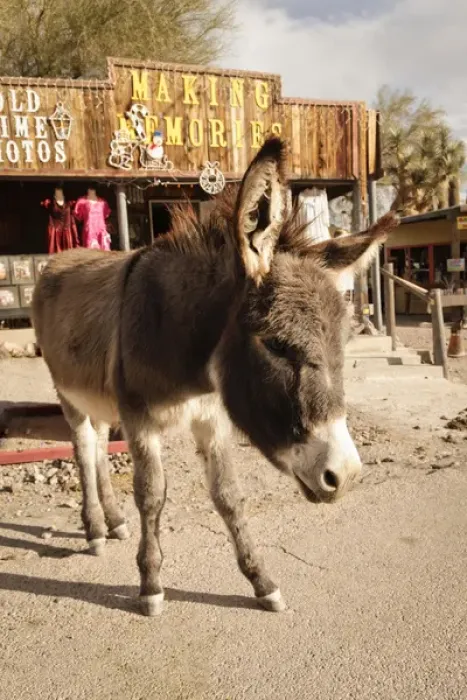 Framed Print : Oatman, Arizona, United States. Route 66 Framed Print : Oatman, Arizona, United States. Route 66