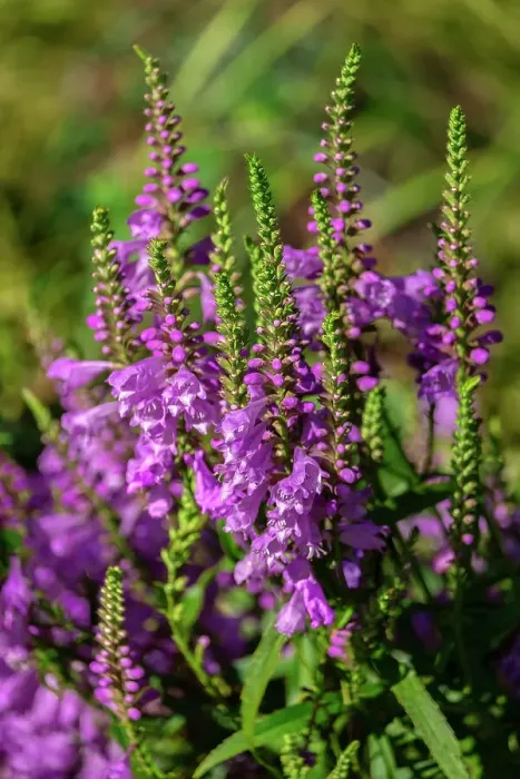 Framed Print : Obedient Plant