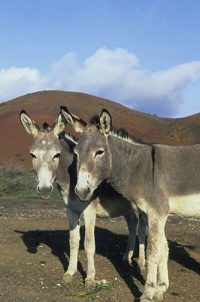 Oceania. Ascension Island, Donkeys, brought to island in 19th C. for work, now roam free