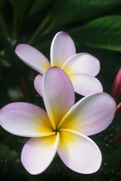 Oceania. Ascension Island, Frangipani flower, (Plumeria), residency, Green Mountain