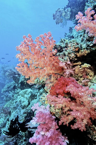 05. Oceania, Fiji. Colorful Sea Fans and other Corals