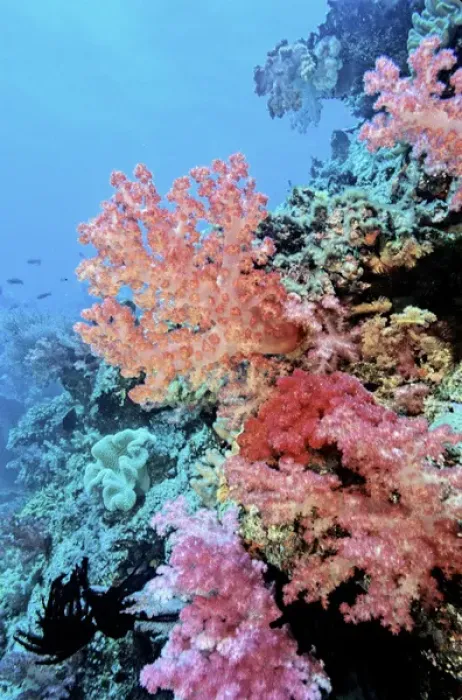 Framed Print : 05. Oceania, Fiji. Colorful Sea Fans and other Corals Framed Print : 05. Oceania, Fiji. Colorful Sea Fans and other Corals