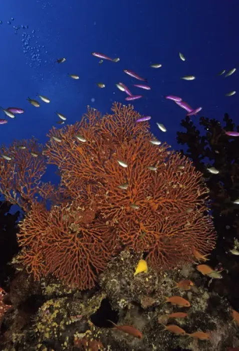 Framed Print : 05. Oceania, Fiji. Colorful Sea Fans, other corals and Anthias Framed Print : 05. Oceania, Fiji. Colorful Sea Fans, other corals and Anthias