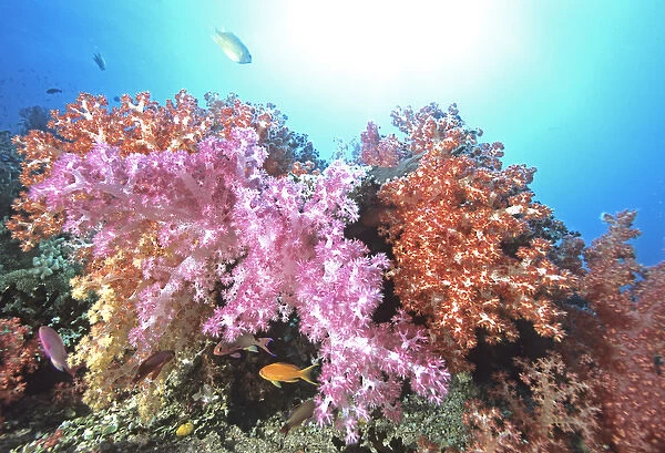 05. Oceania, Fiji. Soft Coral Brilliance, Dendronephthya