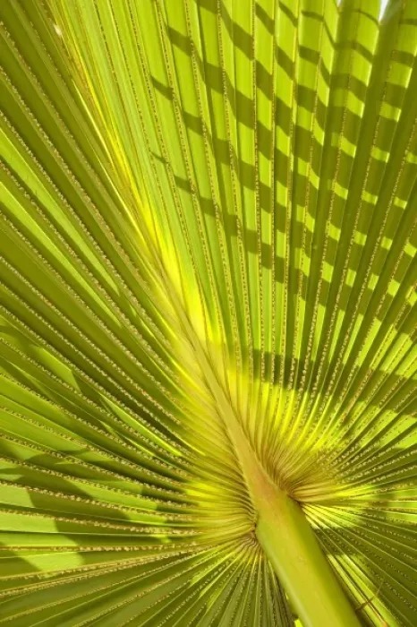 Framed Print : Oceania, French Polynesia