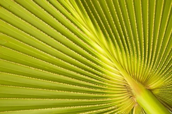 Framed Print : Oceania, French Polynesia