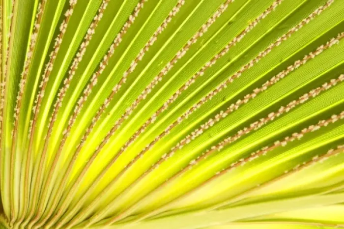 Framed Print : Oceania, French Polynesia