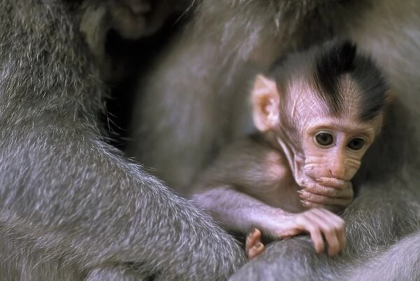 Oceania, Indonesia, Bali, Ubud. Baby long tailed macaque in Monkey Forest