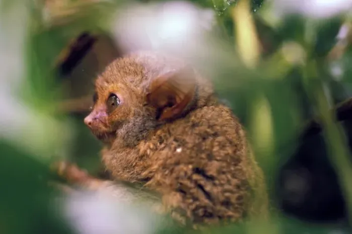 Framed Print : Oceania, Indonesia, Sulawesi. Tarsier (Tarsius banancanus)
