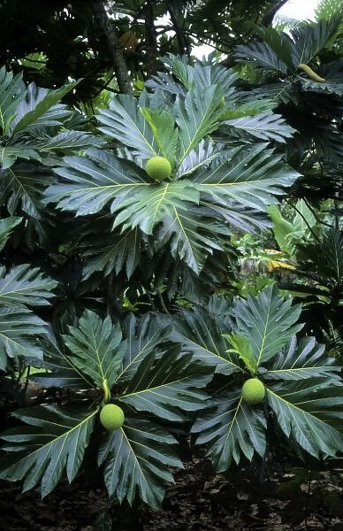 Oceania, South Pacific, French Polynesia, Tahiti, Taha a. The tropical breadfruit plant
