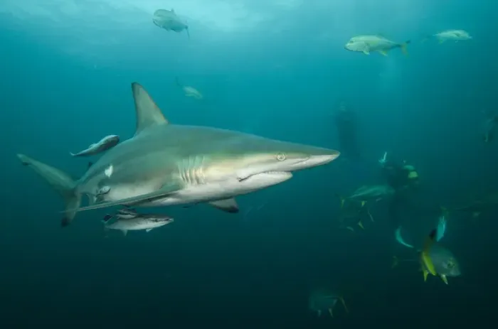 Framed Print : Oceanic Black-tip shark (Carcharhinus limbatus) & Chum Bucket & Diver, Baited shark dive Framed Print : Oceanic Black-tip shark (Carcharhinus limbatus) & Chum Bucket & Diver, Baited shark dive