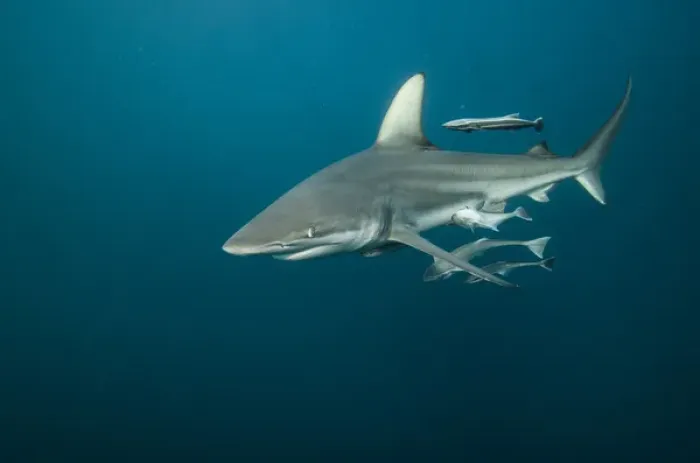 Framed Print : Oceanic Black-tip shark (Carcharhinus limbatus) & Remora (Remora remora), Baited shark dive Framed Print : Oceanic Black-tip shark (Carcharhinus limbatus) & Remora (Remora remora), Baited shark dive