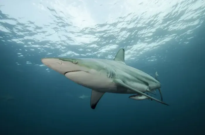 Framed Print : Oceanic Black-tip shark (Carcharhinus limbatus) & Remora (Remora remora), Baited shark dive Framed Print : Oceanic Black-tip shark (Carcharhinus limbatus) & Remora (Remora remora), Baited shark dive