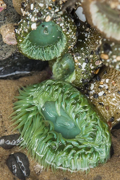 Oceanside, Oregon. Giant green anemone in very low tide pool