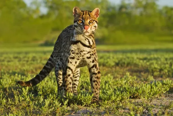Framed Print : Ocelot (Felis pardalis) endangered species, captive animal Framed Print : Ocelot (Felis pardalis) endangered species, captive animal