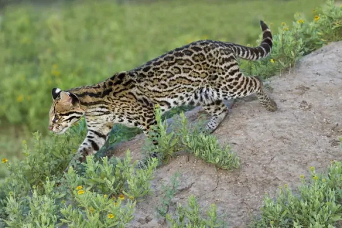Framed Print : Ocelot (Felis pardalis) endangered species, captive animal