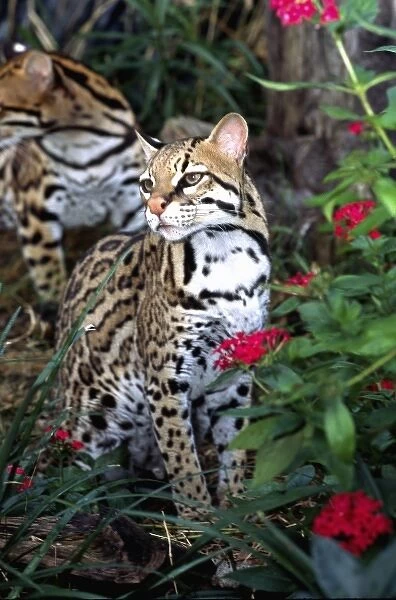 Ocelot, Felis pardalis, Mexico through Cebtral America (Wild Cat Rescue)