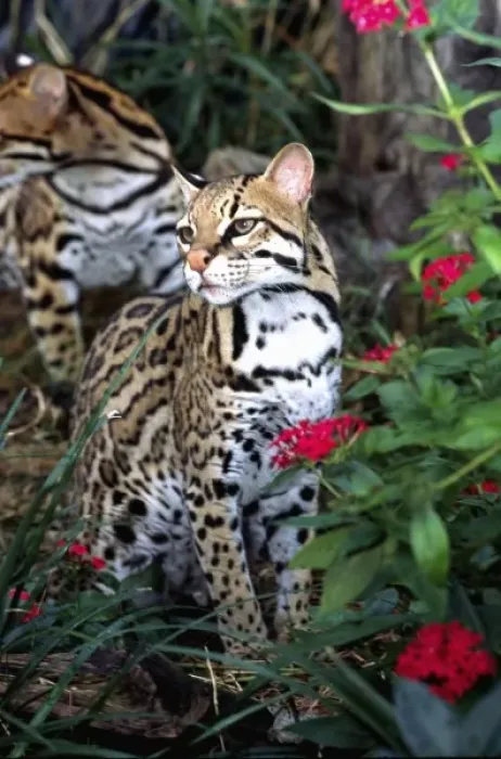 Framed Print : Ocelot, Felis pardalis, Mexico through Cebtral America (Wild Cat Rescue) Framed Print : Ocelot, Felis pardalis, Mexico through Cebtral America (Wild Cat Rescue)