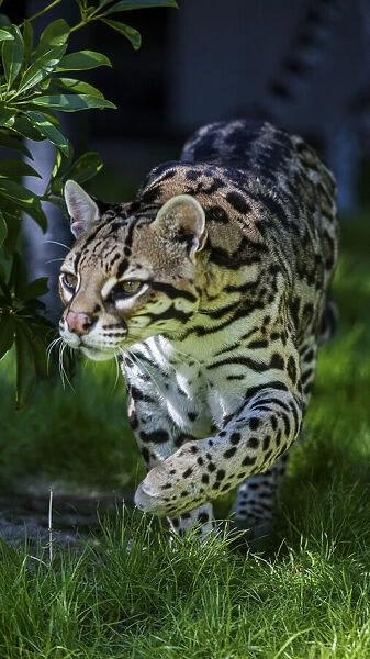 An ocelot at a local zoo