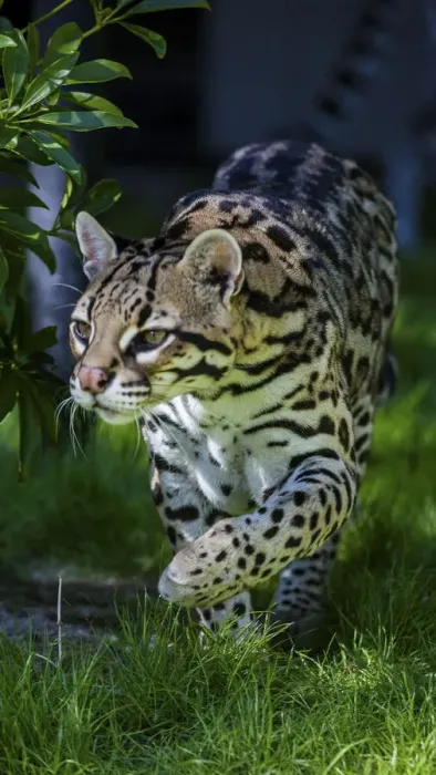 Framed Print : An ocelot at a local zoo