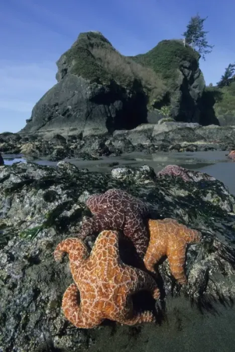 Framed Print : Ochre Seastars (Pisaster ochraceous) Shi-Shi Beach, Point of Arches, Olympic Peninsula