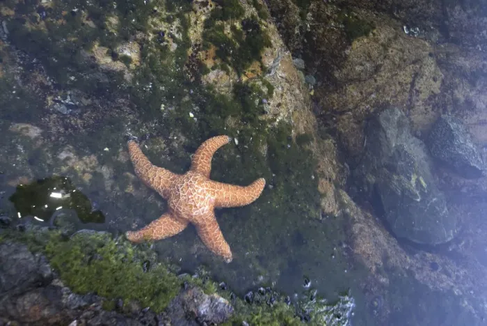 Framed Print : Ochre Star (Pisaster ochraceus) in Dicebox Island Tidepool, Broken Island Group