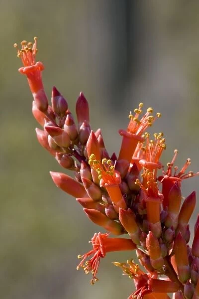Ocotillo Cactus Flower, Fonquieria splendens, Sonoran Desert, High Desert Park, Bureau