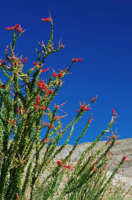 Framed Print : Ocotillo in the Coyote Mountains, Anza-Borrego Desert State Park, California, USA Framed Print : Ocotillo in the Coyote Mountains, Anza-Borrego Desert State Park, California, USA
