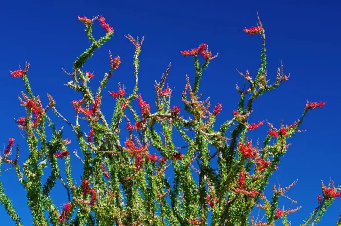Framed Print : Ocotillo in the Coyote Mountains, Anza-Borrego Desert State Park, California, USA Framed Print : Ocotillo in the Coyote Mountains, Anza-Borrego Desert State Park, California, USA