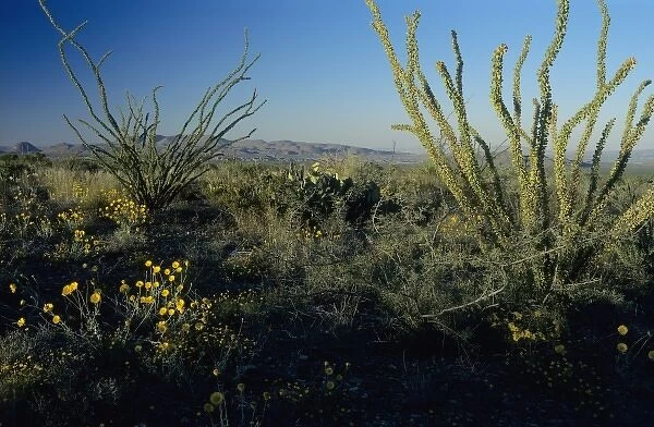 Ocotillo and Desert Marigold, Chihuahuan desert, Big Bend National Park, Texas, USA