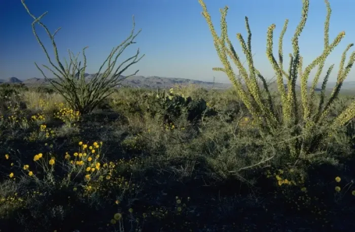 Framed Print : Ocotillo and Desert Marigold, Chihuahuan desert, Big Bend National Park, Texas, USA Framed Print : Ocotillo and Desert Marigold, Chihuahuan desert, Big Bend National Park, Texas, USA
