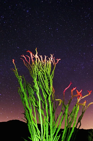 Ocotillo under the Milky Way, Anza-Borrego Desert State Park, California USA