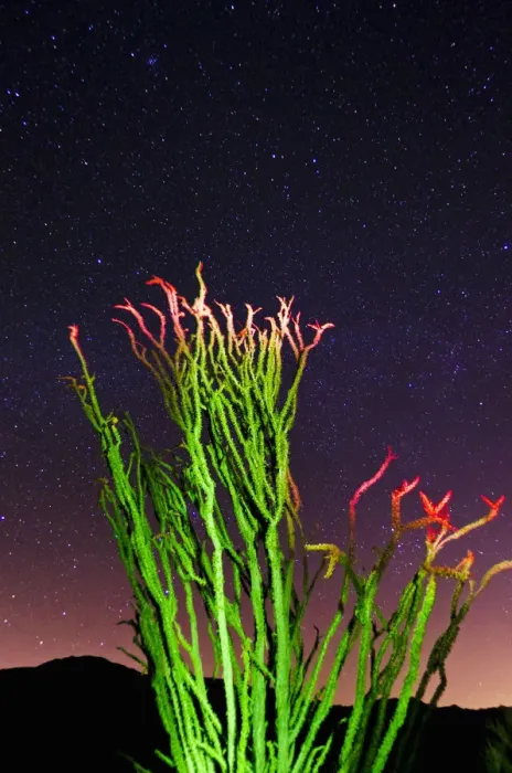 Framed Print : Ocotillo under the Milky Way, Anza-Borrego Desert State Park, California USA Framed Print : Ocotillo under the Milky Way, Anza-Borrego Desert State Park, California USA