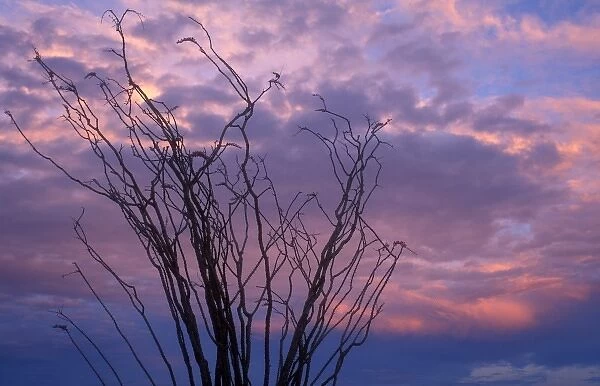 Ocotillo at sunrise in Anza-Borrego Desert State Park, CA