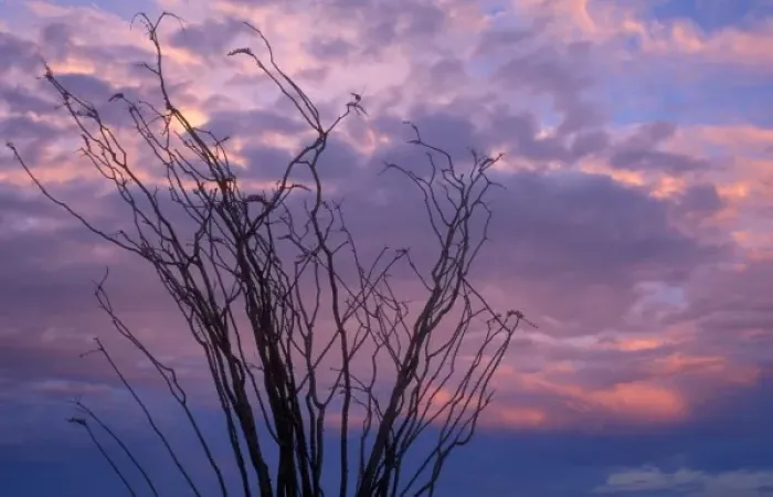 Framed Print : Ocotillo at sunrise in Anza-Borrego Desert State Park, CA Framed Print : Ocotillo at sunrise in Anza-Borrego Desert State Park, CA