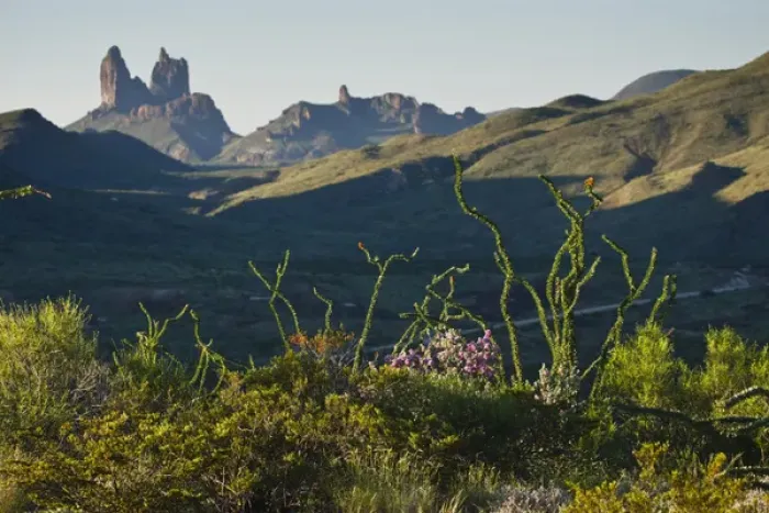 Framed Print : Ocotillo(Fouqurieria splendens) and the Mule Ears (formation) at sunrise in Big Bend National Park Framed Print : Ocotillo(Fouqurieria splendens) and the Mule Ears (formation) at sunrise in Big Bend National Park