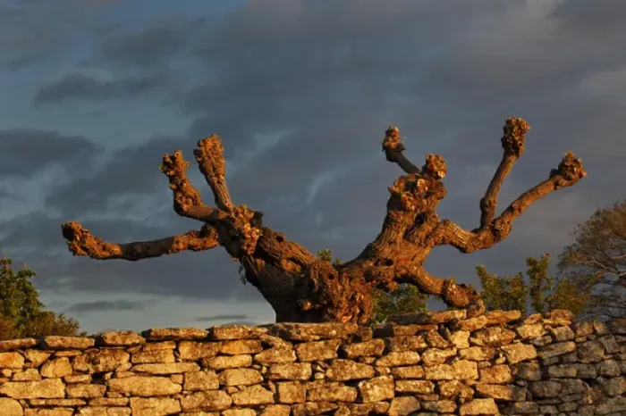 Framed Print : Odd shaped tree at sunrise, Gordes, France Framed Print : Odd shaped tree at sunrise, Gordes, France
