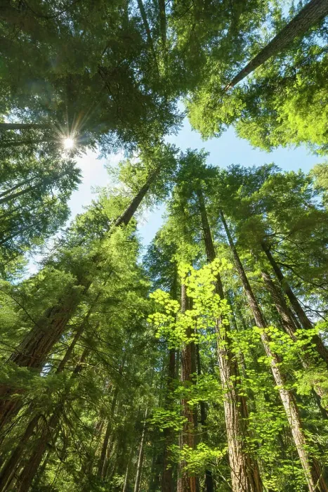Framed Print : Ohanapecosh, old-growth forest, Mount Rainier National Park