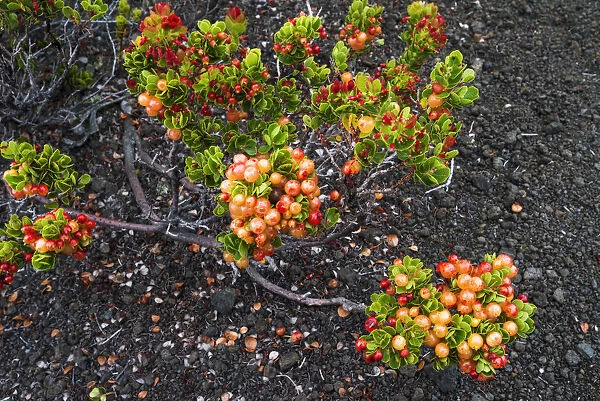 Ohelo berries on the Devastation Trail, Hawaii Volcanoes National Park, Hawaii, USA