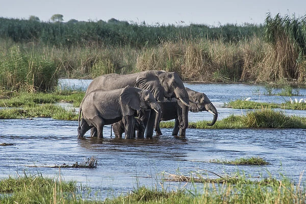 Okavanga Delta, family of elephants crossing river