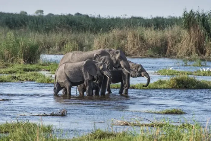 Framed Print : Okavanga Delta, family of elephants crossing river Framed Print : Okavanga Delta, family of elephants crossing river