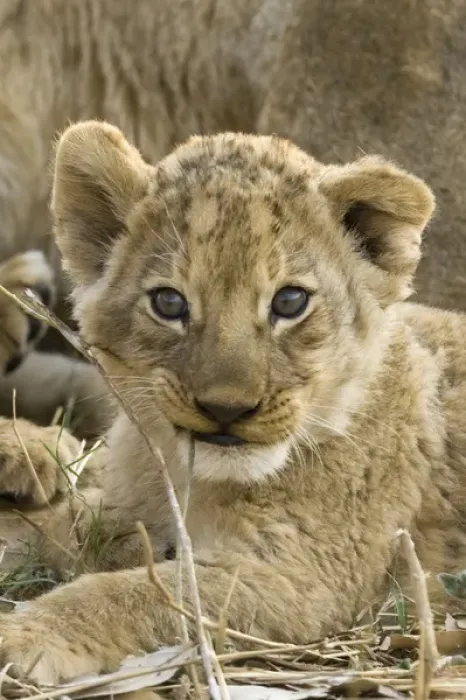 Framed Print : Okavango Delta, Botswana. A close-up of a lion cub Framed Print : Okavango Delta, Botswana. A close-up of a lion cub