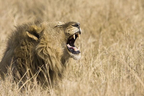 Okavango Delta, Botswana. Close-up of male lion roaring