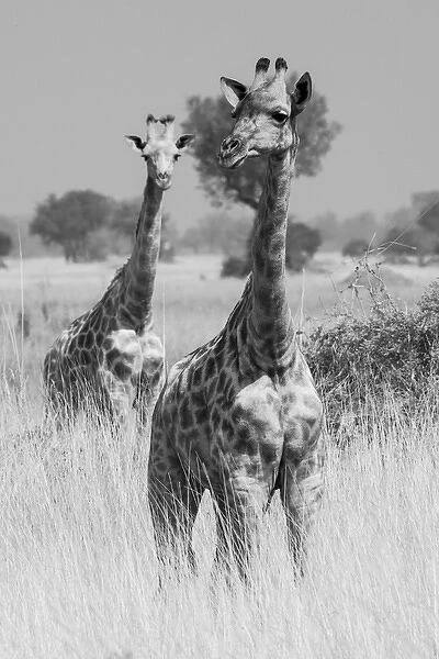 Okavango Delta, Botswana. A pair of young giraffe walking in tall grass. Black and White