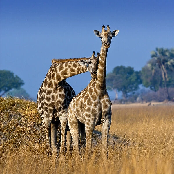 Okavango Delta, Botswana. A pair of young giraffe necking