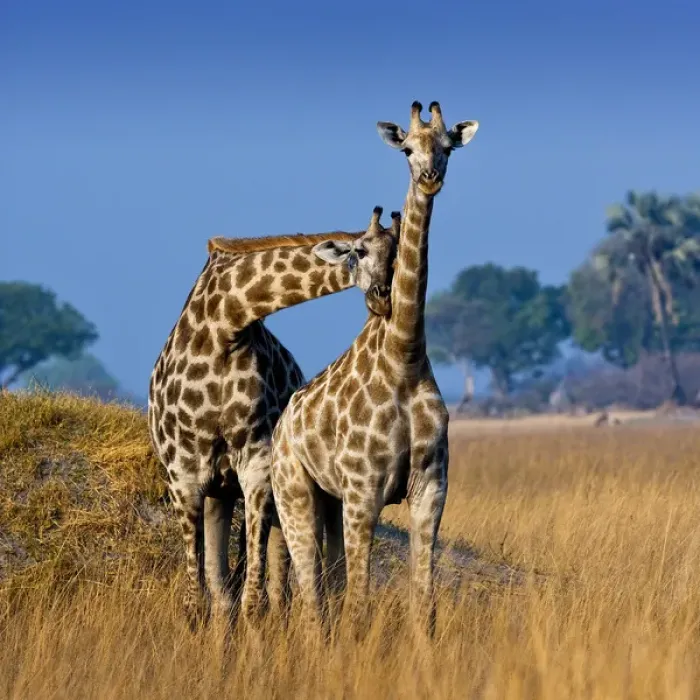 Framed Print : Okavango Delta, Botswana. A pair of young giraffe necking Framed Print : Okavango Delta, Botswana. A pair of young giraffe necking