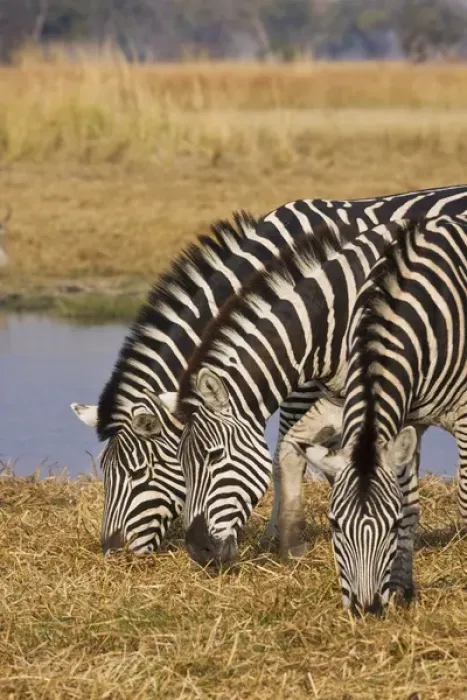 Framed Print : Okavango Delta, Botswana. Three Plains Zebra Grazing Framed Print : Okavango Delta, Botswana. Three Plains Zebra Grazing